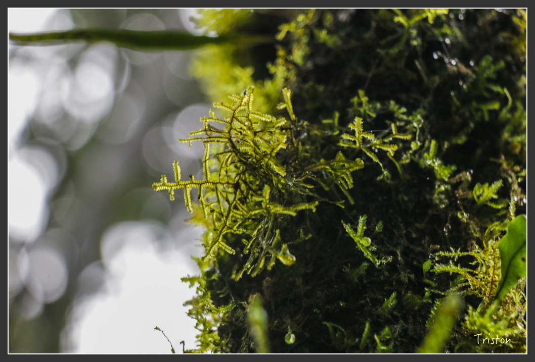 IMG_3260.jpg - 20160227 觀霧森林步道