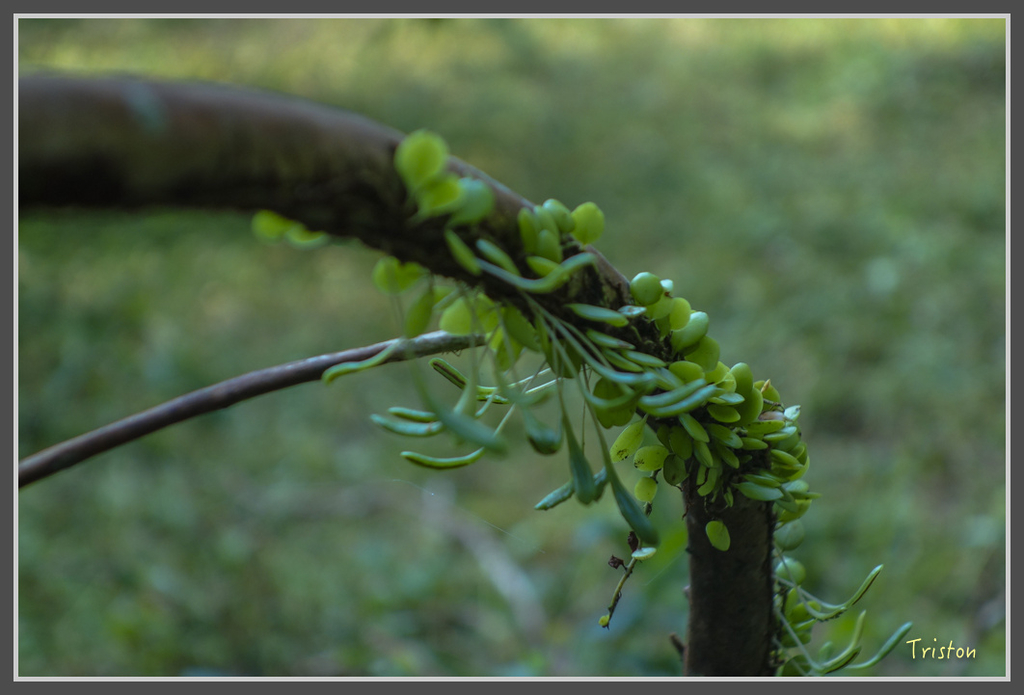 DSC00839.jpg - 20160924 溪頭台寅山