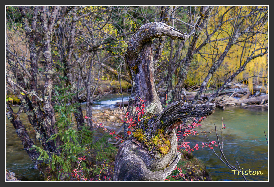 _MG_0691.jpg - 20161013 稻城亞丁