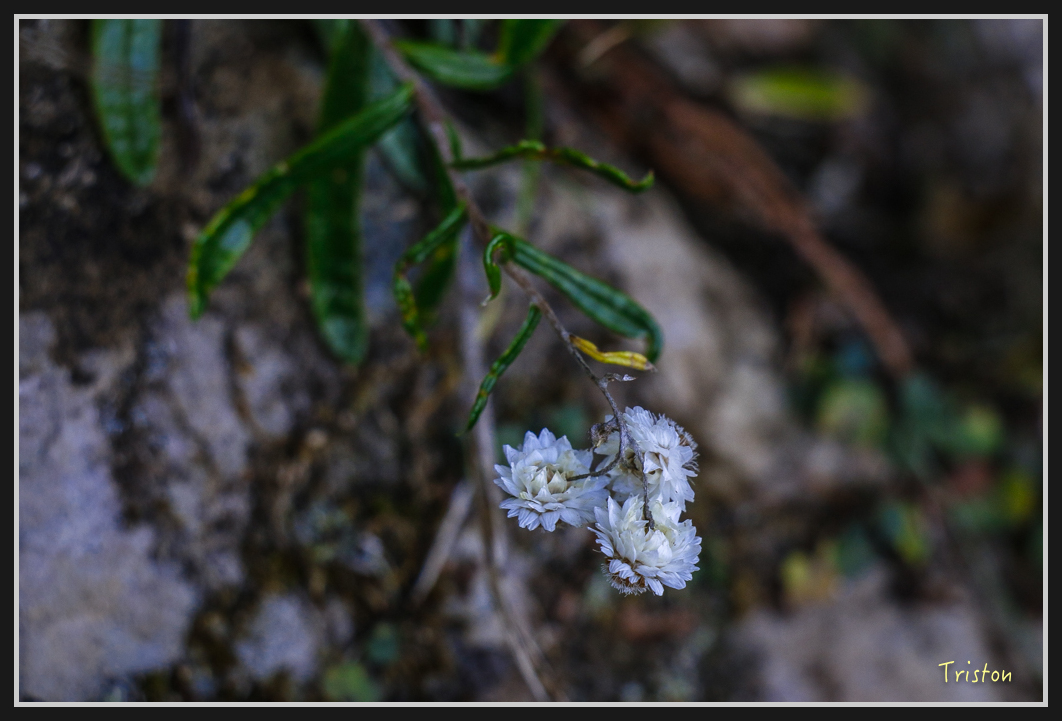 _MG_0165.jpg - 20161226 大塔山