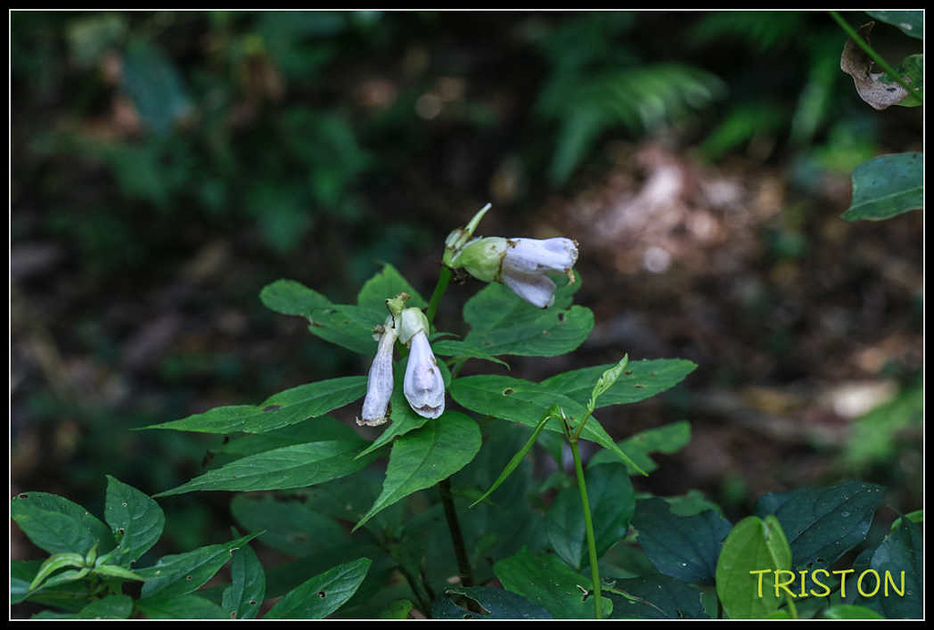 _MG_0018.jpg - 20170920 加里山