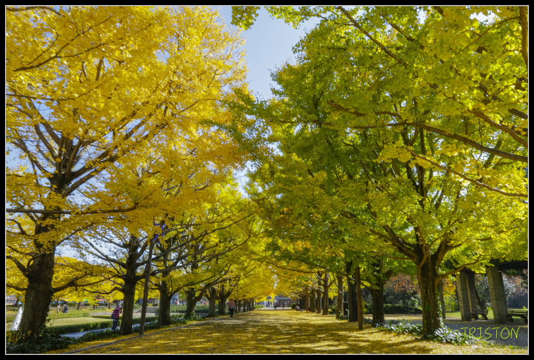 _H1A1569.jpg - 20171103 日本只見線、會津若松五色沼、昭和記念公園賞紅葉