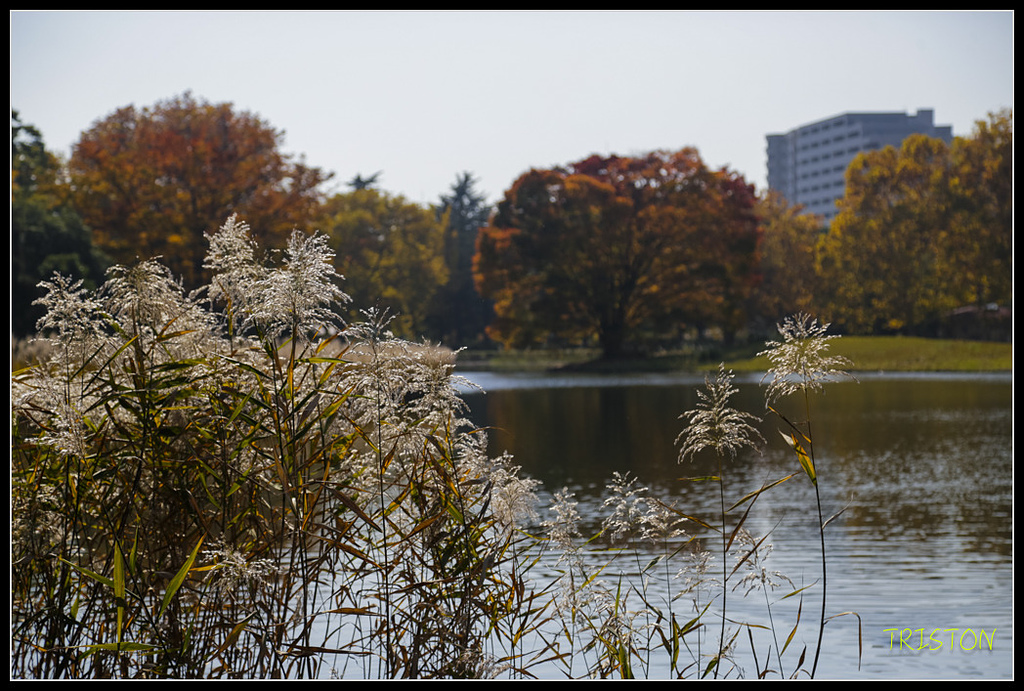 _H1A1811.jpg - 20171103 日本只見線、會津若松五色沼、昭和記念公園賞紅葉