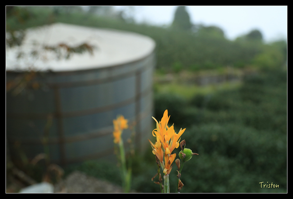 JH1A9799.jpg - 20150920 石棹,霧之道 茶之道 雲之道