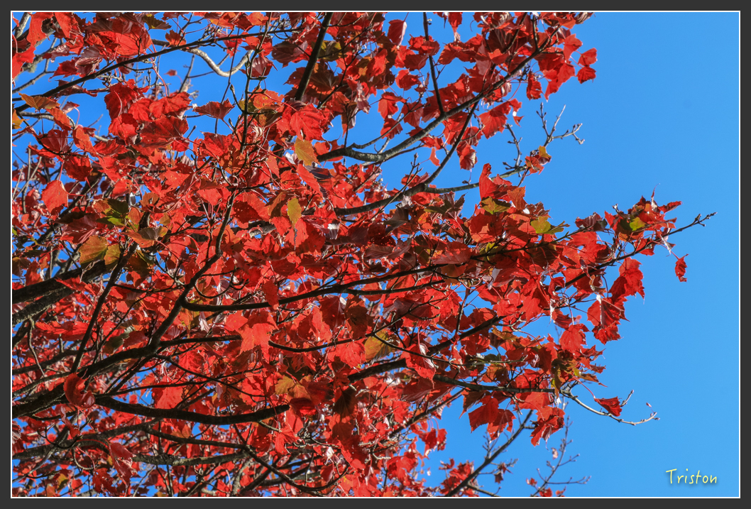 IMG_0684.jpg - 20151219 鳶嘴稍來山、小雪山林道