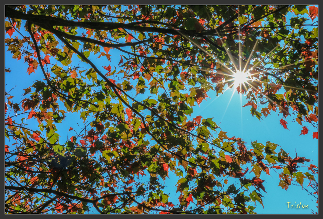 IMG_0665.jpg - 20151219 鳶嘴稍來山、小雪山林道