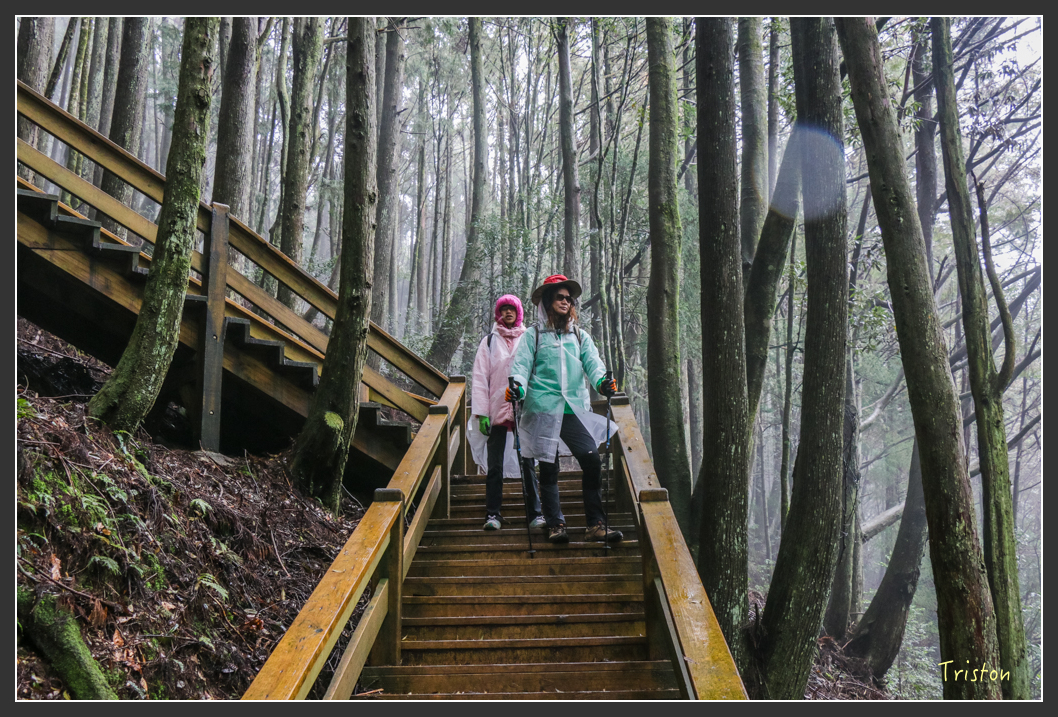 IMG_3268.jpg - 20160227 觀霧森林步道