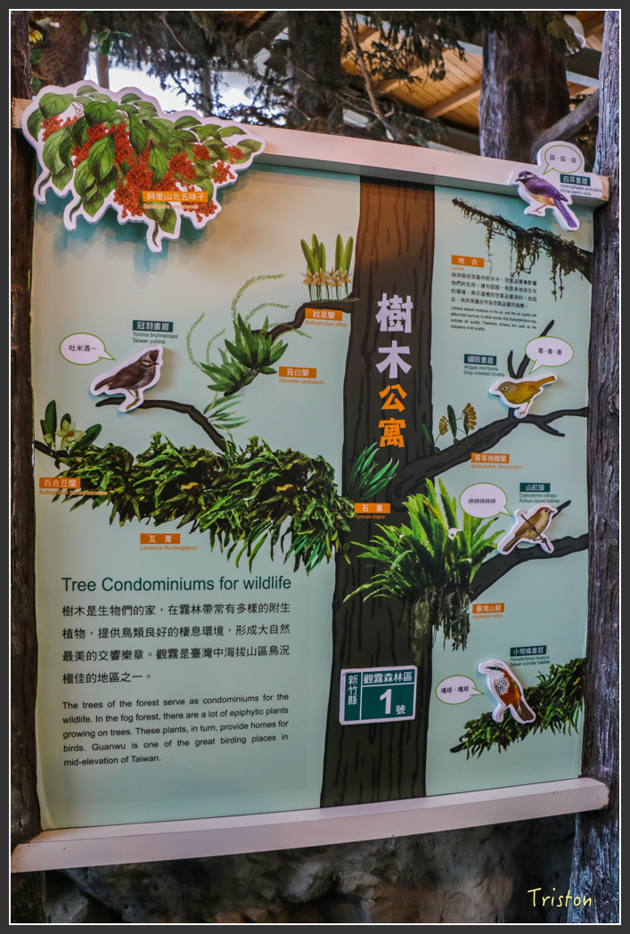 IMG_3239.jpg - 20160227 觀霧森林步道