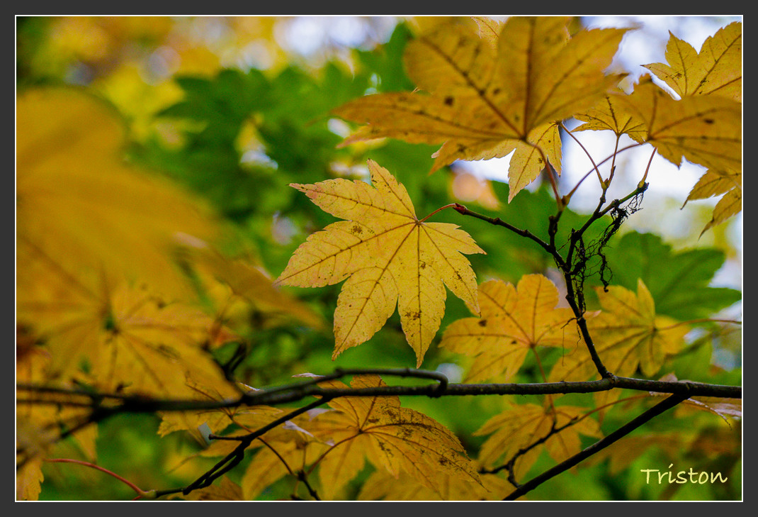 _MG_2742.jpg - 20161013 稻城亞丁