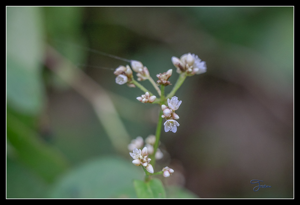 _MG_0083.jpg - 20170429 關仔嶺雞籠山