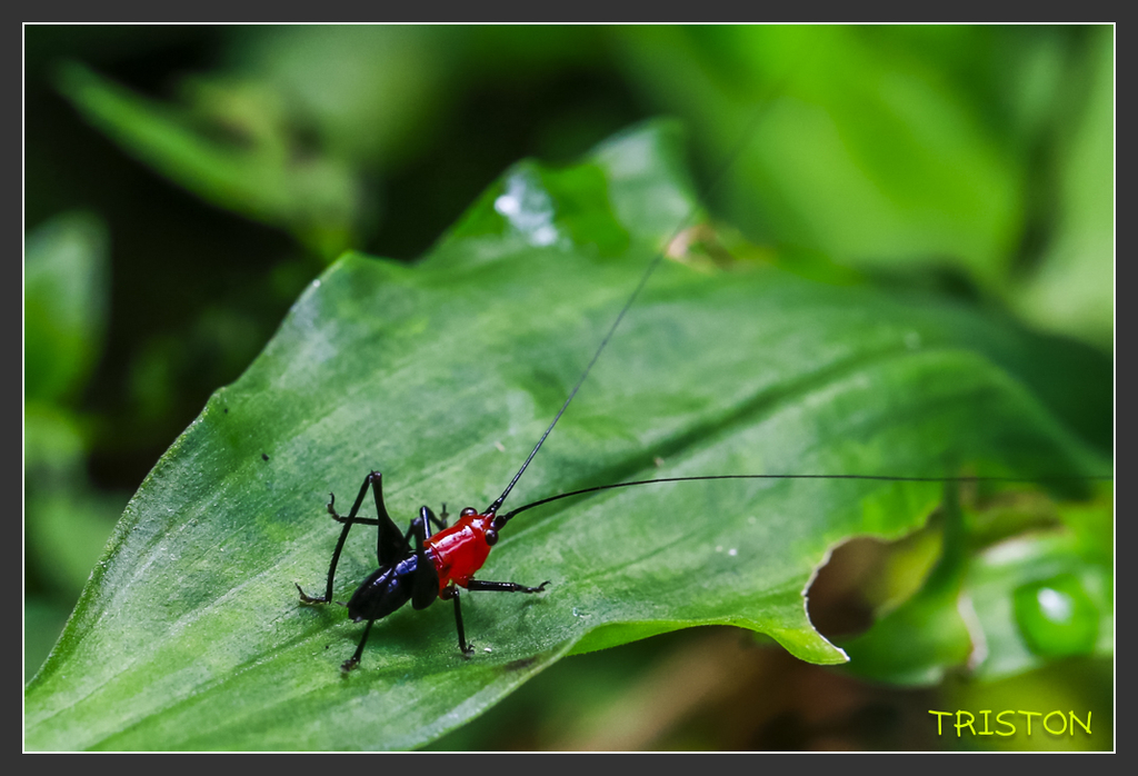 _H1A6907.jpg - 20170904 獨立山步道生態