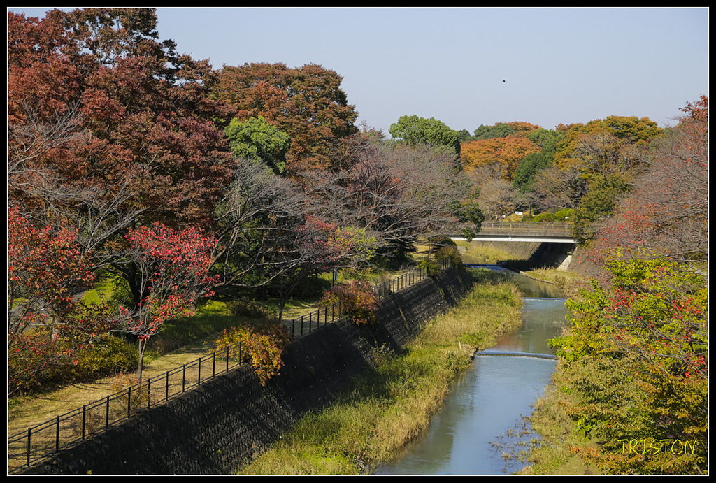 _H1A1818.jpg - 20171103 日本只見線、會津若松五色沼、昭和記念公園賞紅葉