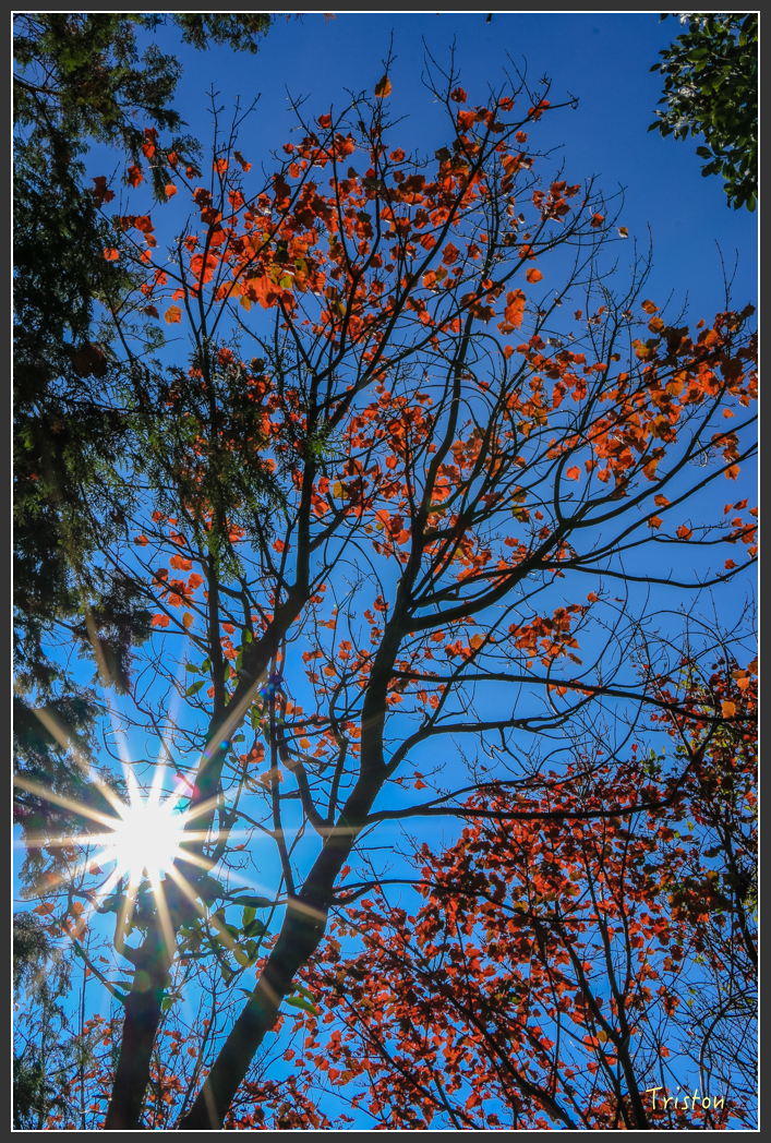 IMG_0679.jpg - 20151219 鳶嘴稍來山、小雪山林道