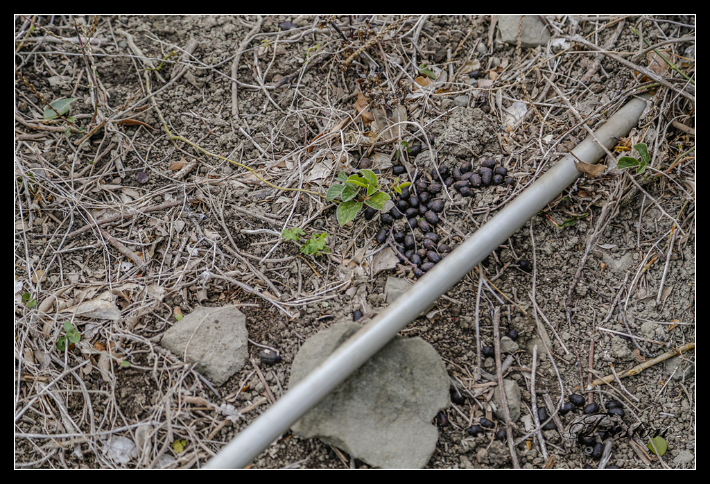 _H1A3271.jpg - 20170401 墾丁