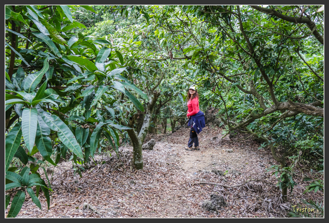 IMG_3206.jpg - 20160220 小崗山健行步道