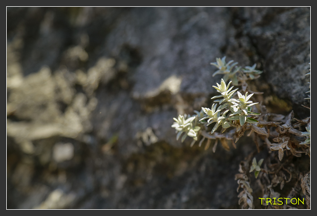 _H1A6360.jpg - 20170901 戀戀台九線