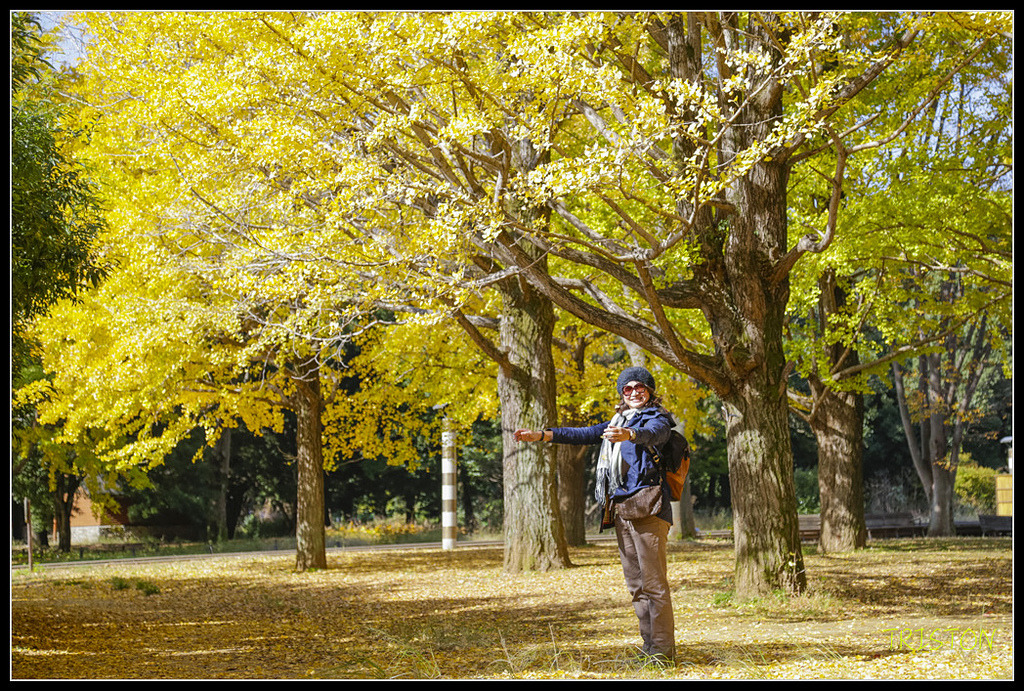 _H1A1694.jpg - 20171103 日本只見線、會津若松五色沼、昭和記念公園賞紅葉