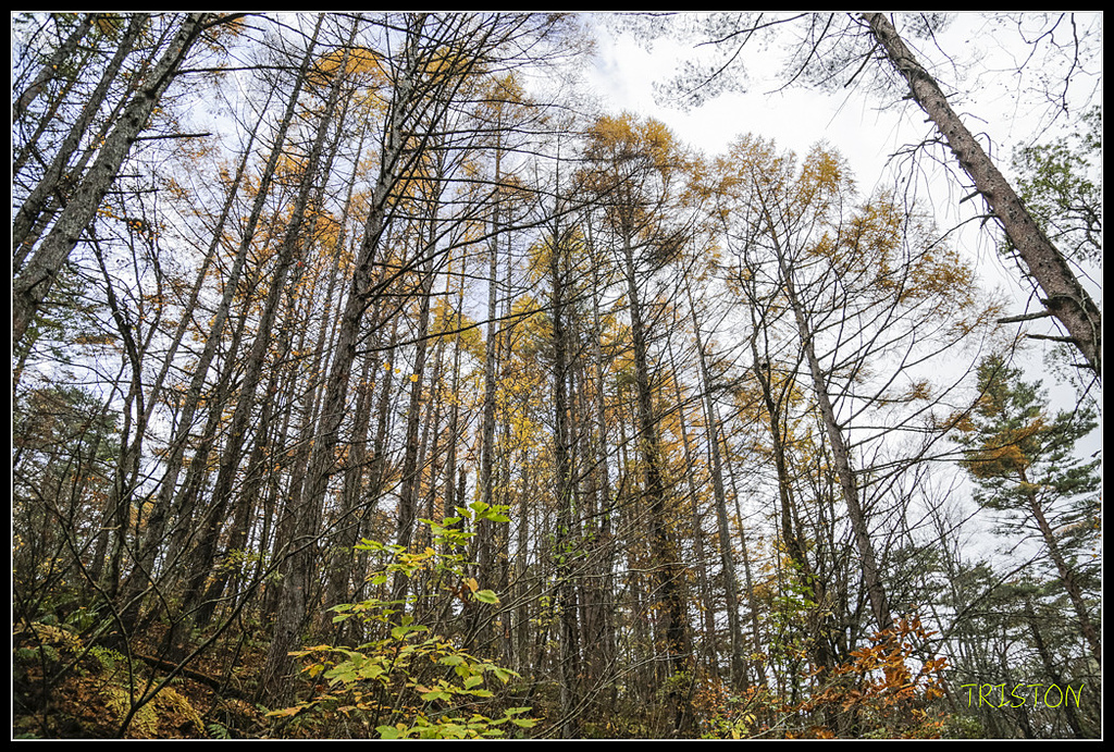 _H1A1335.jpg - 20171103 日本只見線、會津若松五色沼、昭和記念公園賞紅葉