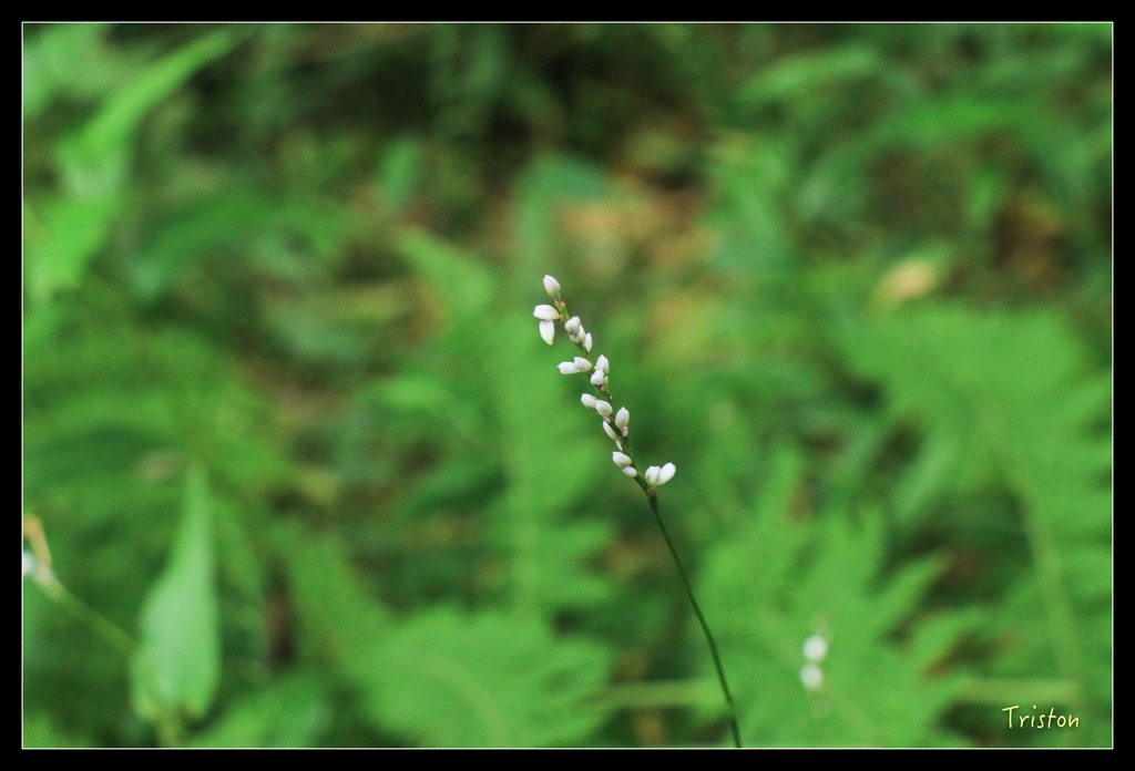 IMG_8470.jpg - 20151012 水社寮,四天王山