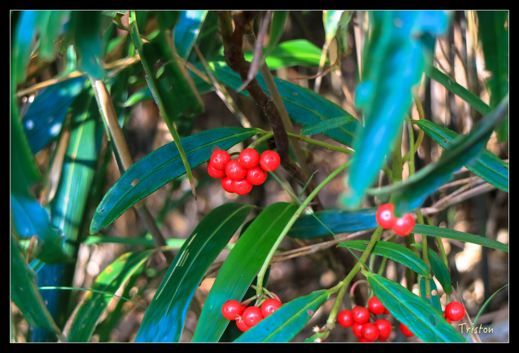 IMG_0429.jpg - 20151107 富士坪古道