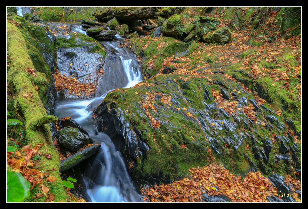 JH1A1033.jpg - 20151205 合歡溪步道、108K楓之谷