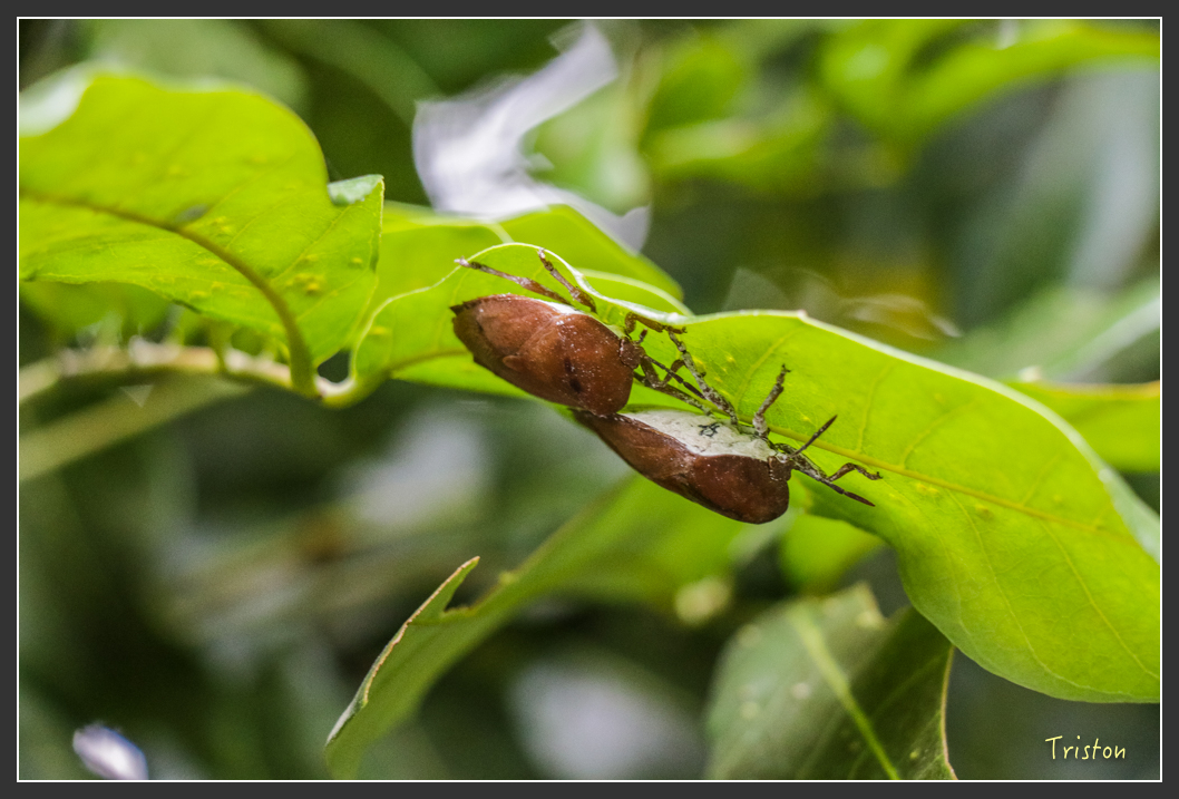 IMG_3212.jpg - 20160220 小崗山健行步道