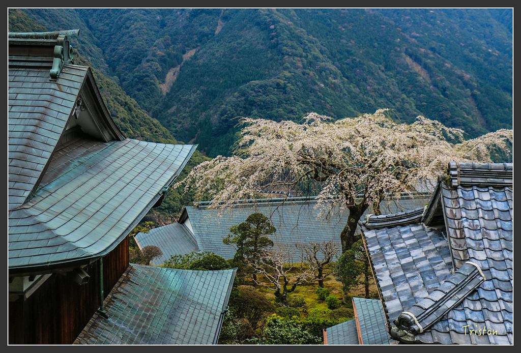 IMG_5676.jpg - 20160323 日本熊野古道健行