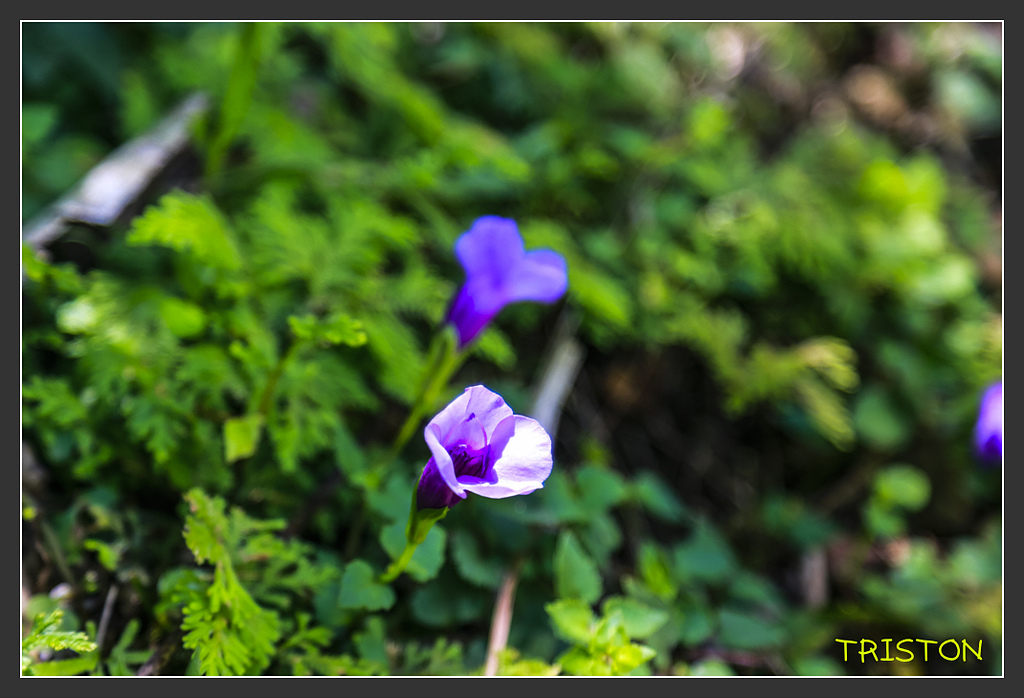 _H1A6457.jpg - 20170901 戀戀台九線