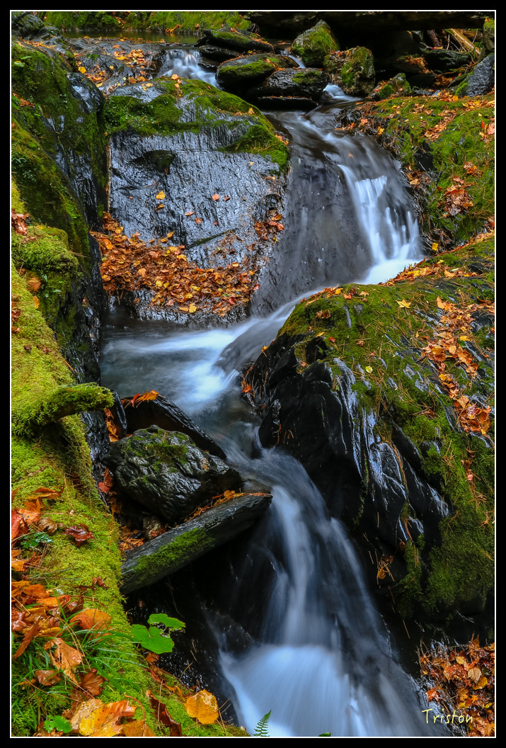 JH1A1034.jpg - 20151205 合歡溪步道、108K楓之谷