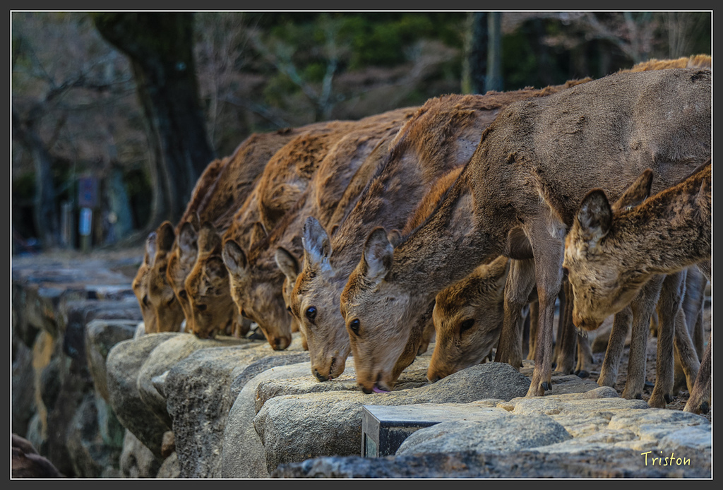 IMG_4193.jpg - 20160323 日本熊野古道健行