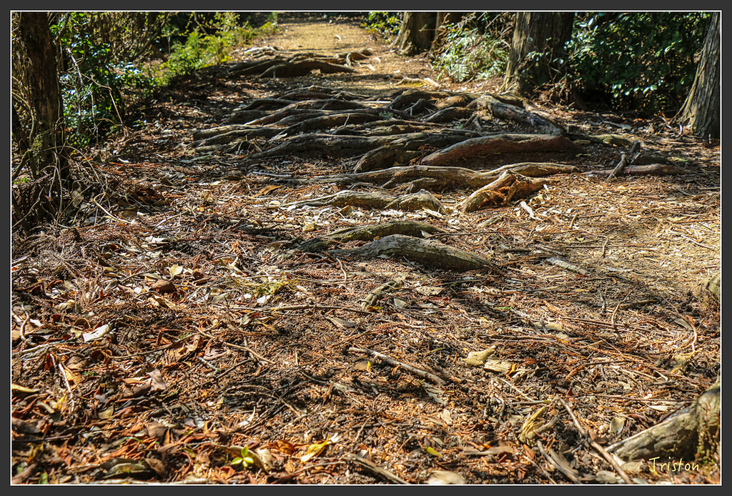 IMG_5109.jpg - 20160323 日本熊野古道健行