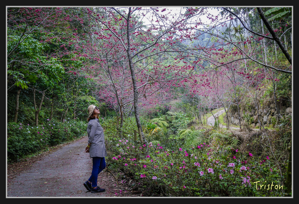 _H1A2535.jpg - 20170311 草嶺