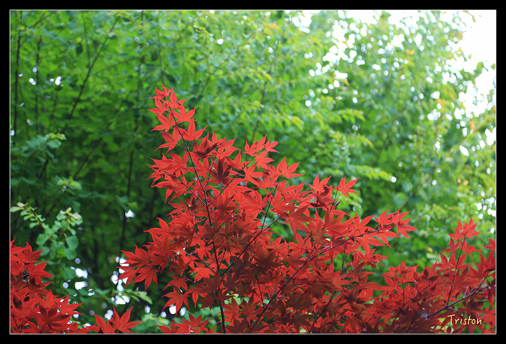 JH1A9346.jpg - 20150628 東京輕井澤日光