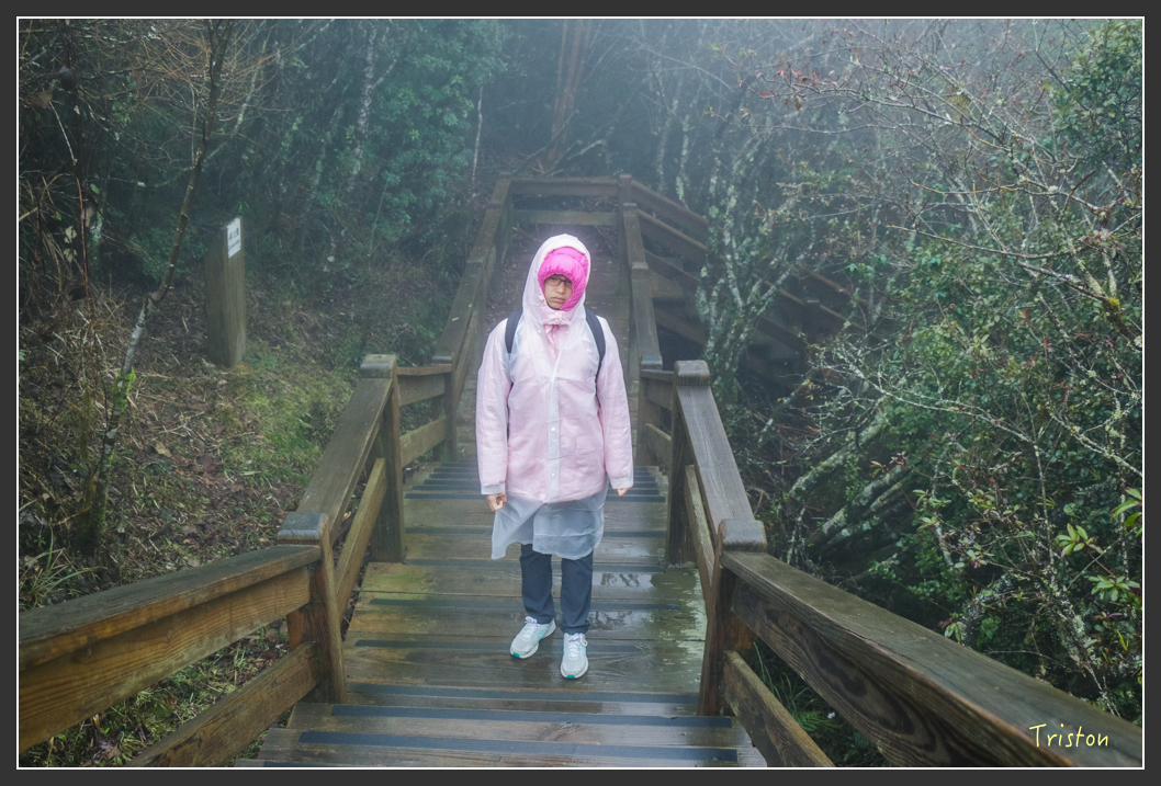 IMG_3252.jpg - 20160227 觀霧森林步道