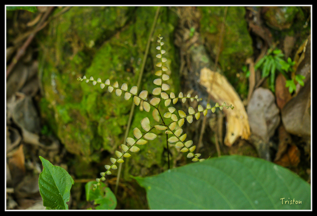 IMG_7285.jpg - 20160531 屏東笠頂山