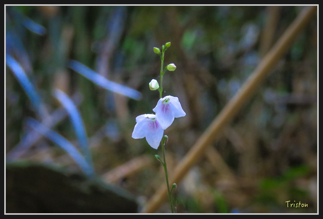 IMG_0712.jpg - 20170111 龍頭山步道、羅木斯步道、茂林谷瀑布