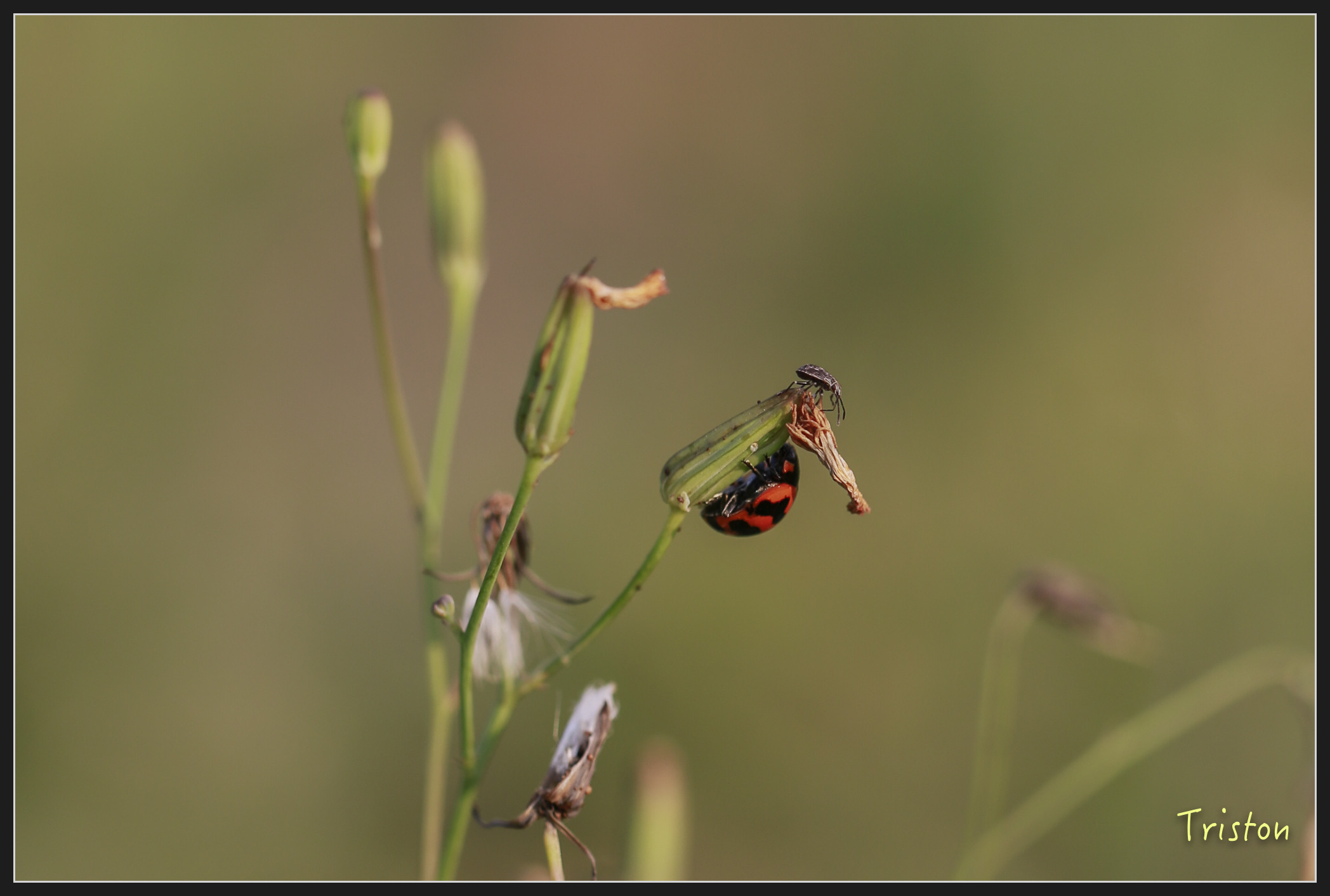 _h1a2091_25968491557_x.jpg - 20180316 巴克禮公園 綬草
