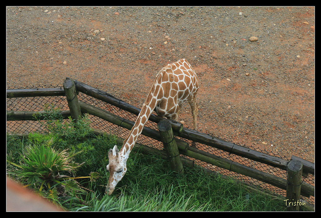 IMG_8101.jpg - 20150717 台北兒童新樂園 六福村