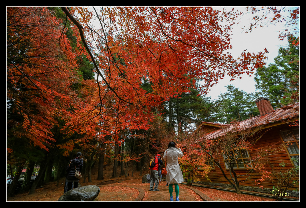 JH1A0980.jpg - 20151205 合歡溪步道、108K楓之谷