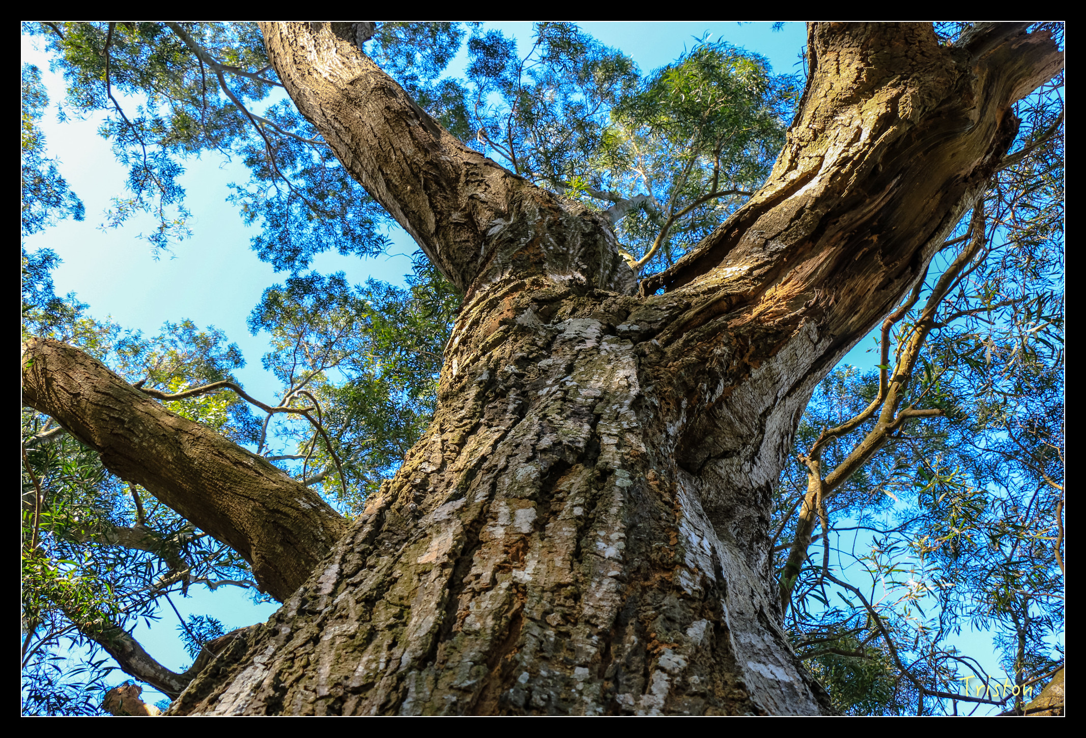 IMG_0371.jpg - 20151214 林內龍過脈步道