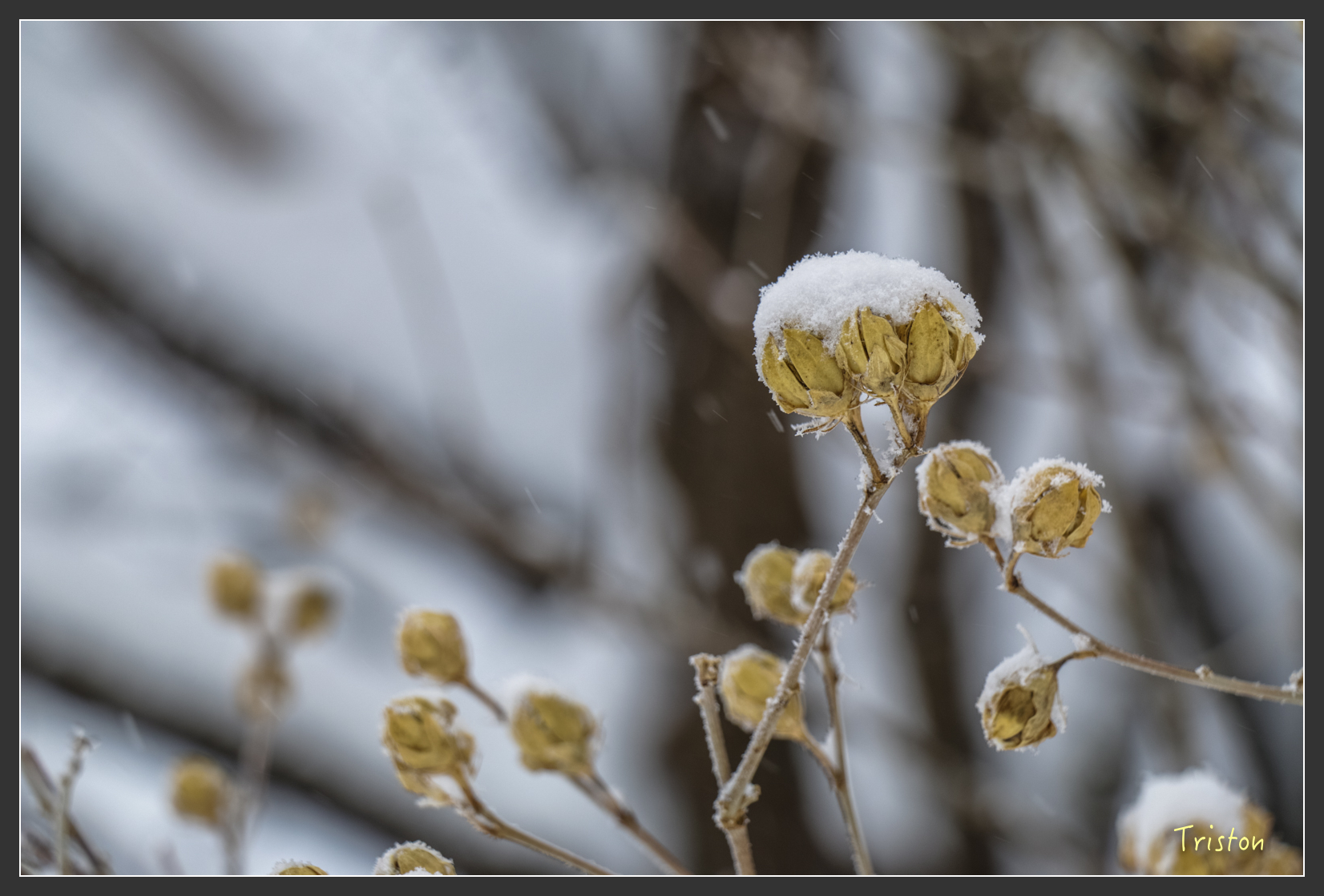 2016ZAO-01101.jpg - 20160131 日本藏王溫泉滑雪親子行