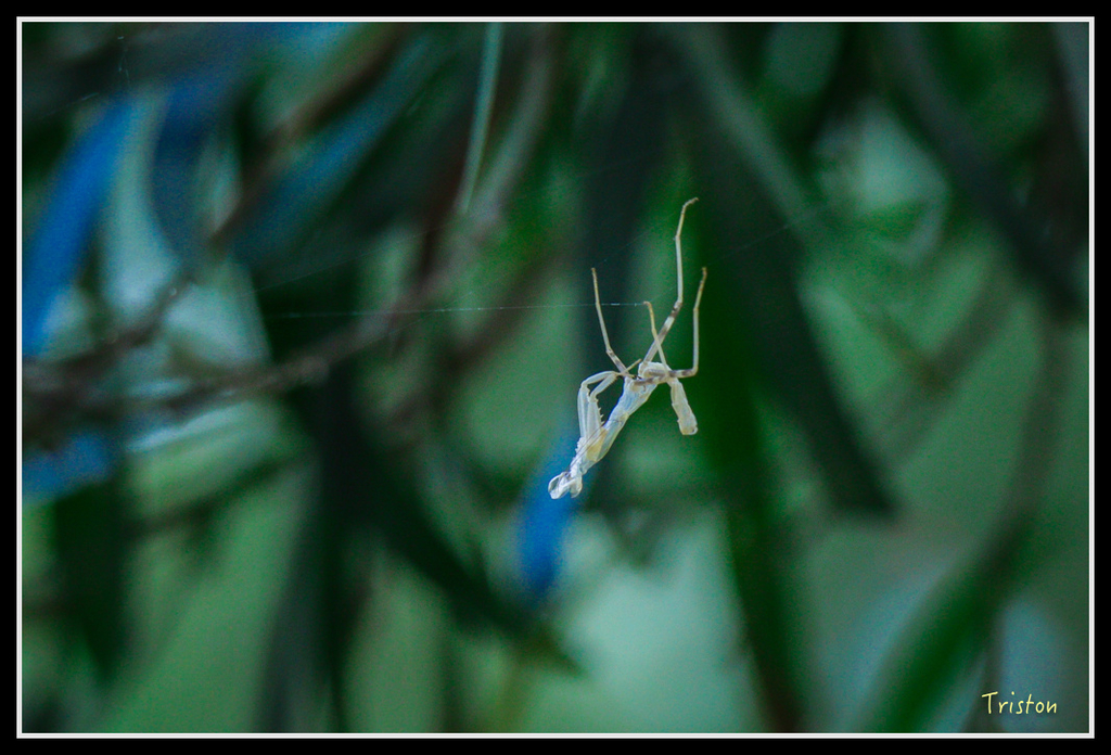 IMG_7294.jpg - 20160531 屏東笠頂山