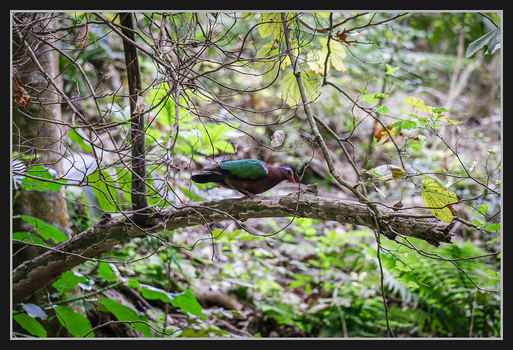 _MG_0024.jpg - 20170205 柴山盤榕雅座路線