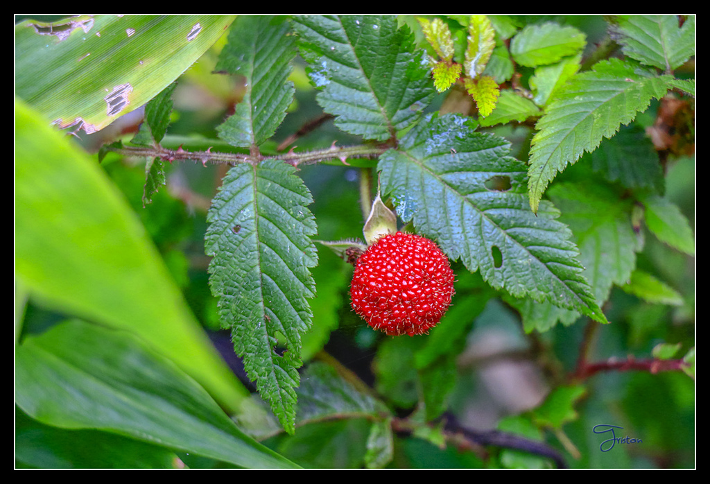 _MG_0038.jpg - 20170429 關仔嶺雞籠山