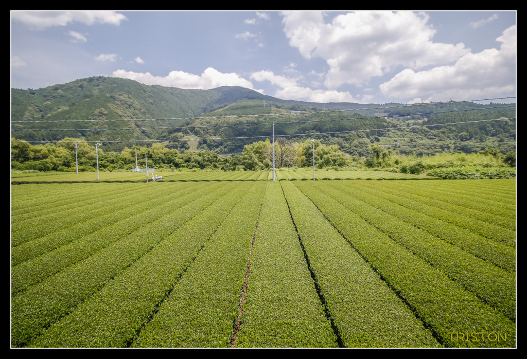_MG_0347.jpg - 20170702 靜岡東海道之旅