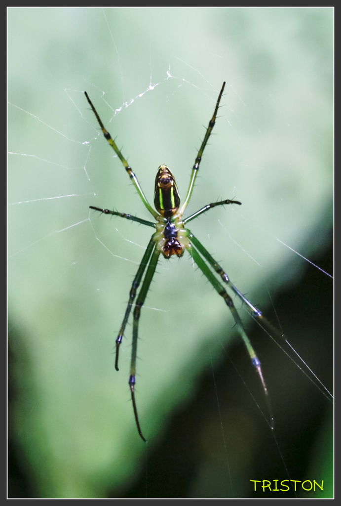 _H1A6915.jpg - 20170904 獨立山步道生態