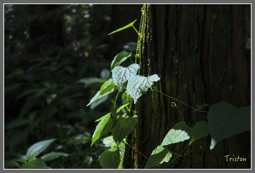 IMG_2129.jpg - 20180728 得恩亞納O形縱走