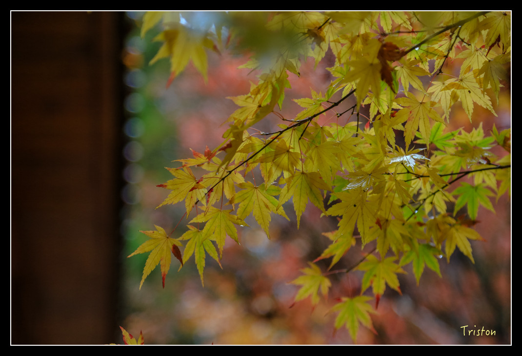 JH1A0986.jpg - 20151205 合歡溪步道、108K楓之谷