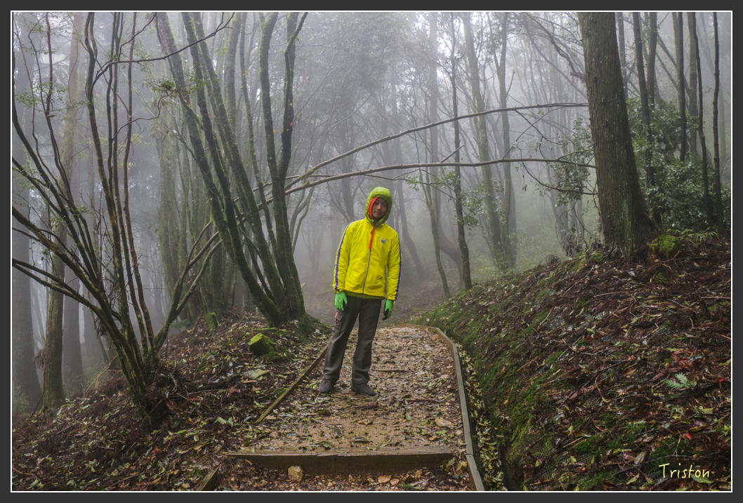 IMG_3255.jpg - 20160227 觀霧森林步道