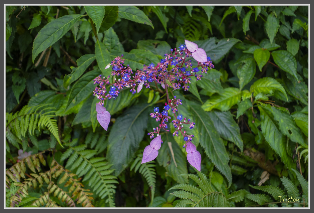 DSC00819.jpg - 20160924 溪頭台寅山